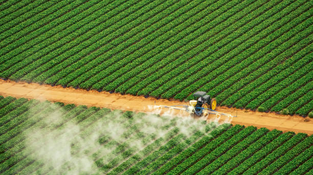 Best Mosquito Control Services  in Rowland, NC